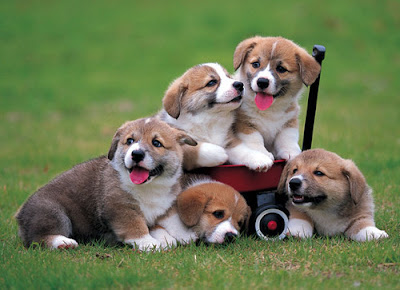 Familia de cachorros - Funny and cute puppies