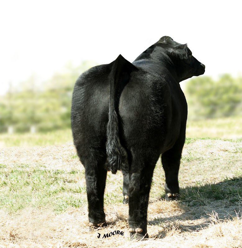 Lautner Farms Simmi Bull selling in the Hill Country Simmental Sale