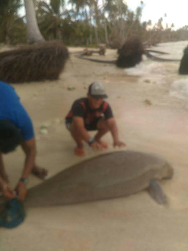Warga Pulau Banyak Selamatkan Dugong Hewan Laut Langka Yang