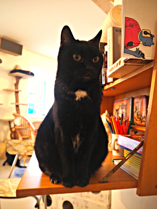 handsome black cat