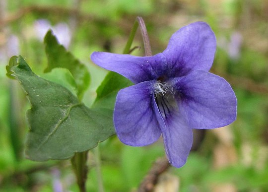 Fiołek wonny (Viola odorata L.).