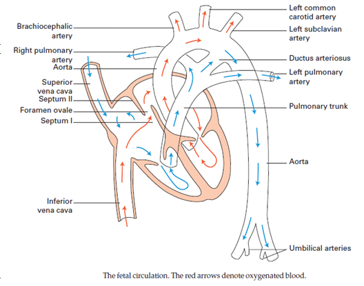 Схема кровообращения плода. Венозный проток схема. Схема кровообращения плода физиология. Желточное кровообращение плода схема. Овальное отверстие и артериальный проток.