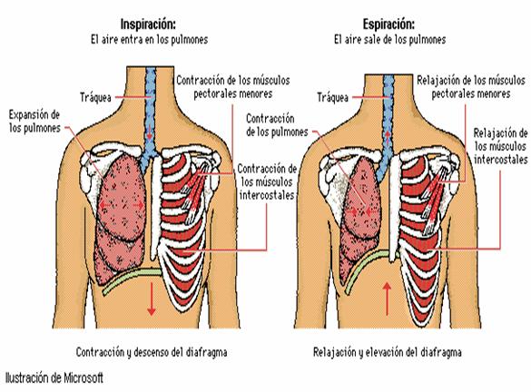 que es el diafragma q u e funcion cumple