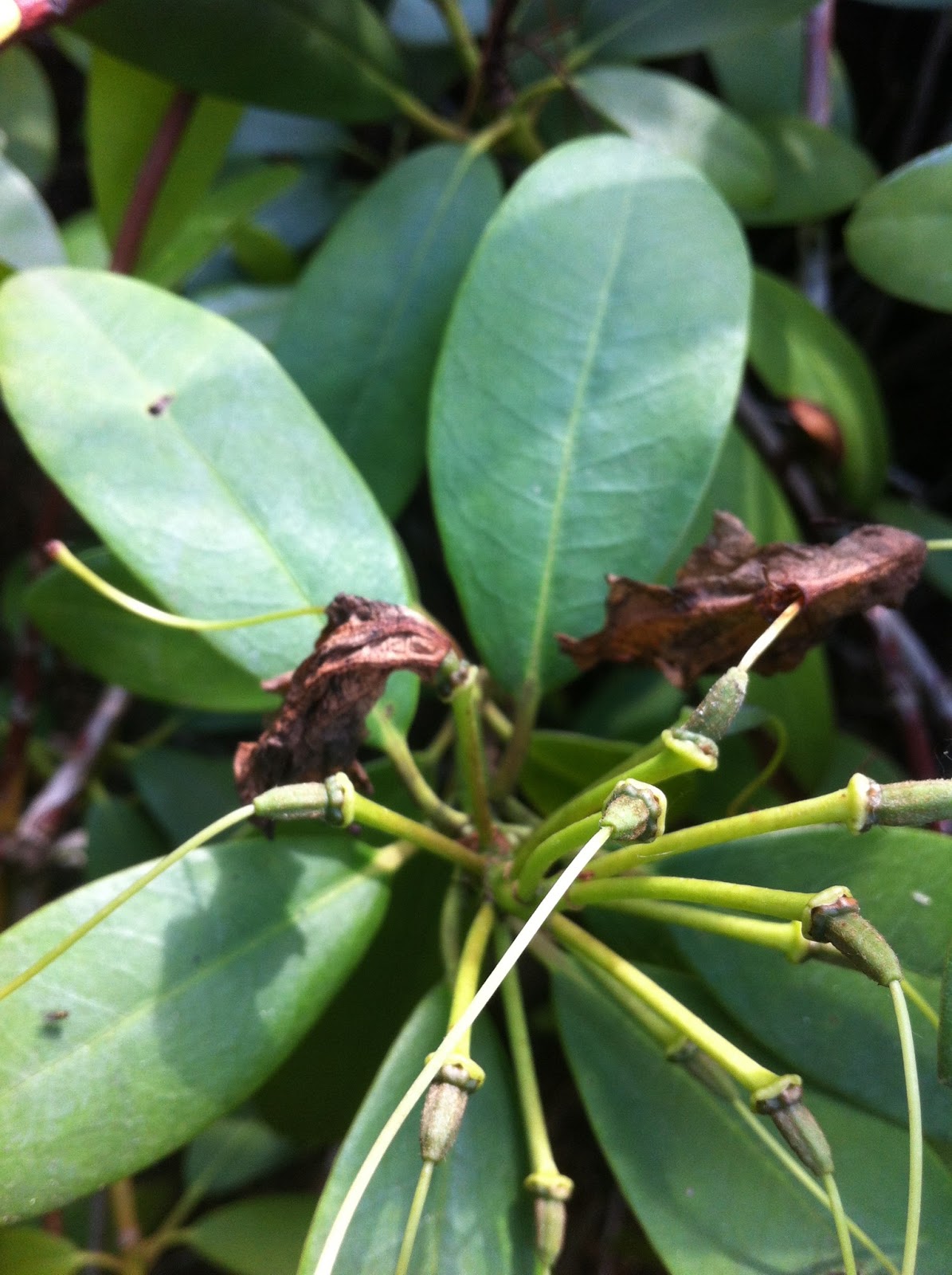 Zone Five and a Half How or When to Trim Rhododendrons Snap!