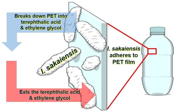 Plastic-Munching Bacteria | Ideonella sakaiensis Can Eat PET Plastic