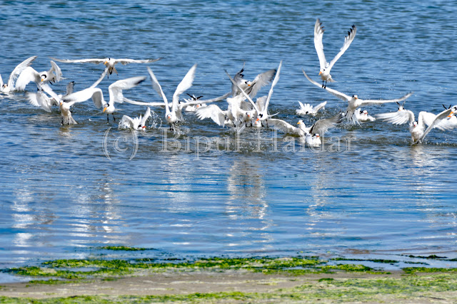 A Flock Of Tern A Flock Of Tern