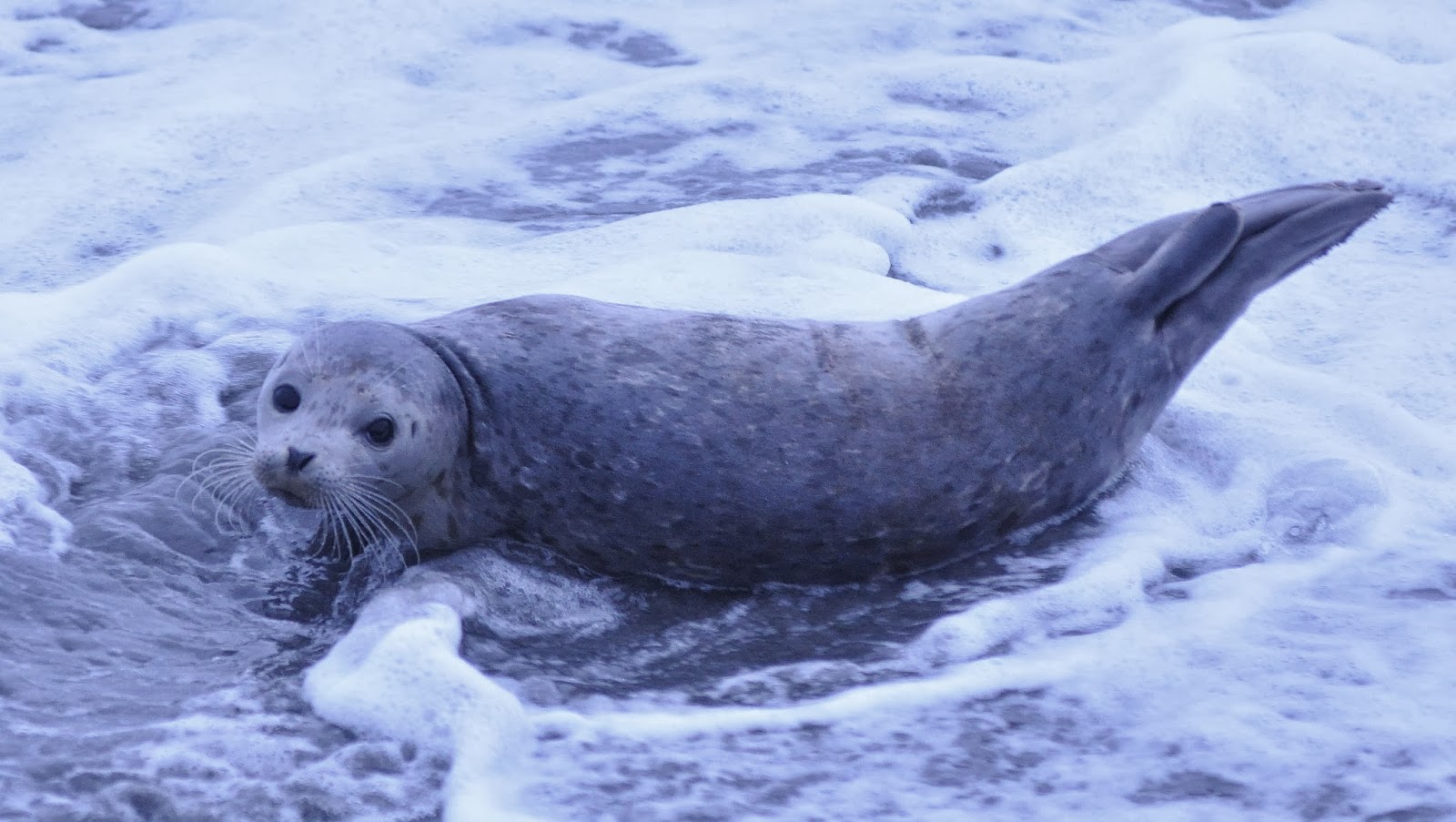 Buzz's Marine Life of Puget Sound HARBOR SEAL PUP AT ALKI
