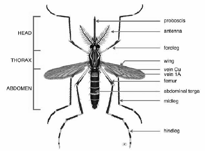 Gambar Foto Hewan: gambar morfologi nyamuk aedes aegypti