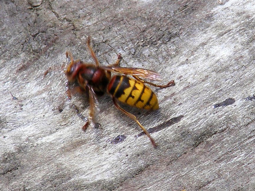 Loire Valley Nature European Vespa crabro