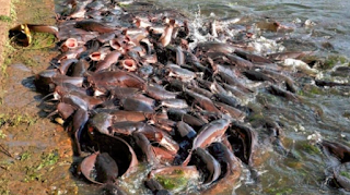 Cara budidaya ikan lele bagi pemula kolam terpal dan biasa Cara budidaya ikan lele bagi pemula kolam terpal dan biasa
