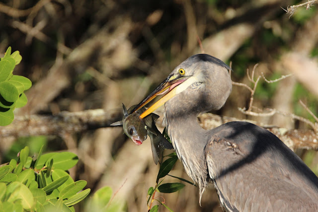 Great Blue Heron Eats Large Fish