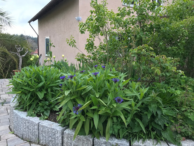 Berg-Flockenblumein Blau und bald blühende weiße Tulpen in Blau (c) by Joachim Wenk Berg-Flockenblumein Blau und bald blühende weiße Tulpen in Blau (c) by Joachim Wenk
