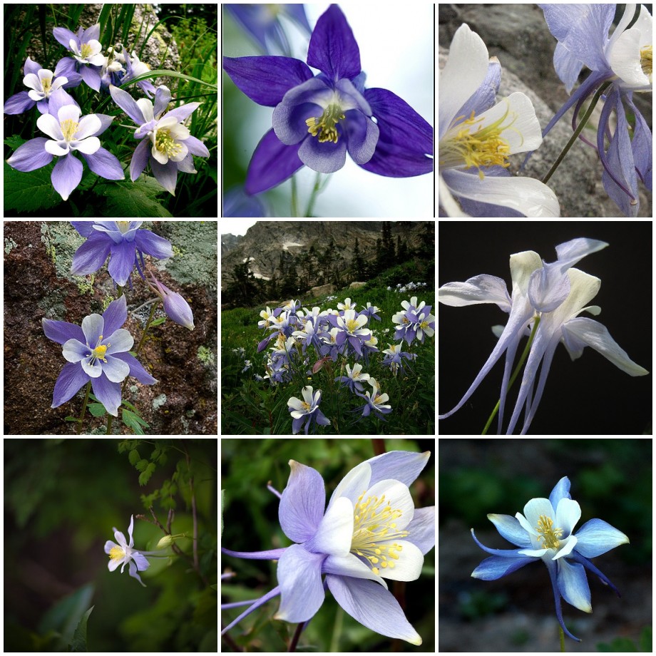 Verschiedene Orchideenblumen