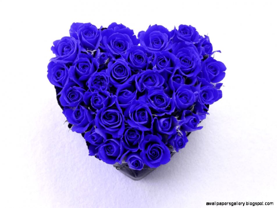 Blue Roses  blue rosewallpaperbackground  Brian Rose