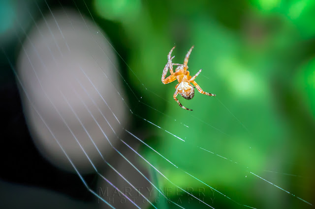 Macro image of an orange spider weaving a web at Ouse Fen Nature Reserve