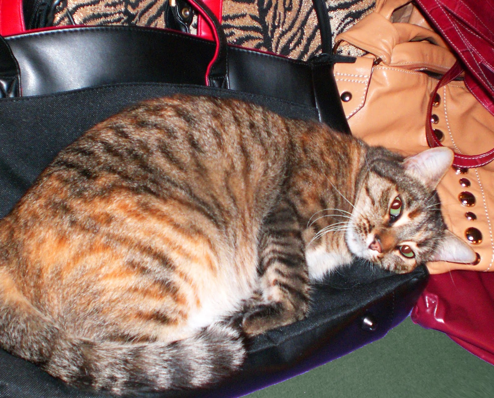 DOWAGER QUEEN Kitty Cat Purse