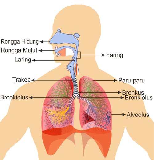 Struktur Fungsi Organ Pernafasan Dan Gangguan Pada Sistem Pernafasan Struktur Fungsi Organ Pernafasan Dan Gangguan Pada Sistem Pernafasan