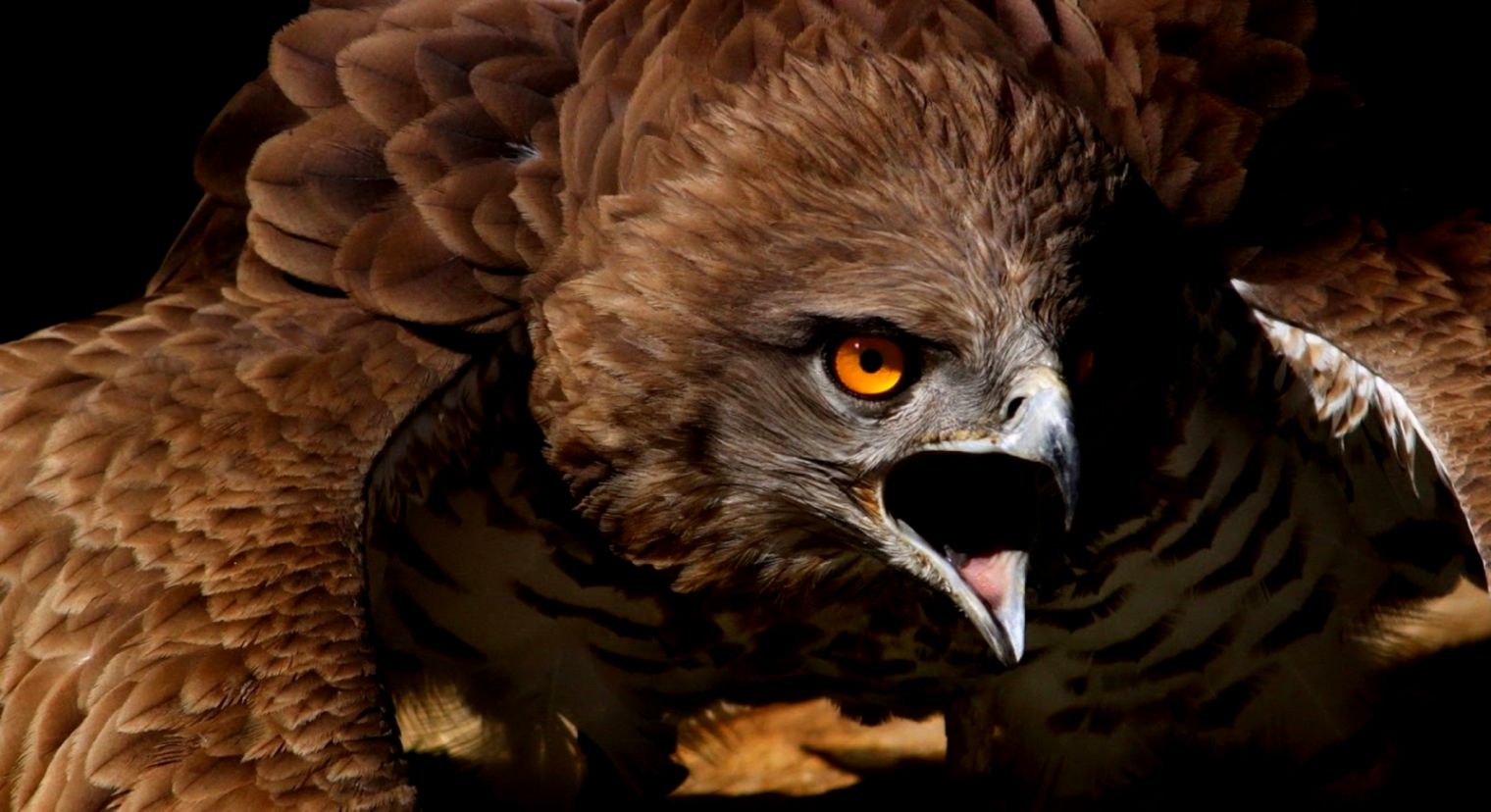Scariest Bird