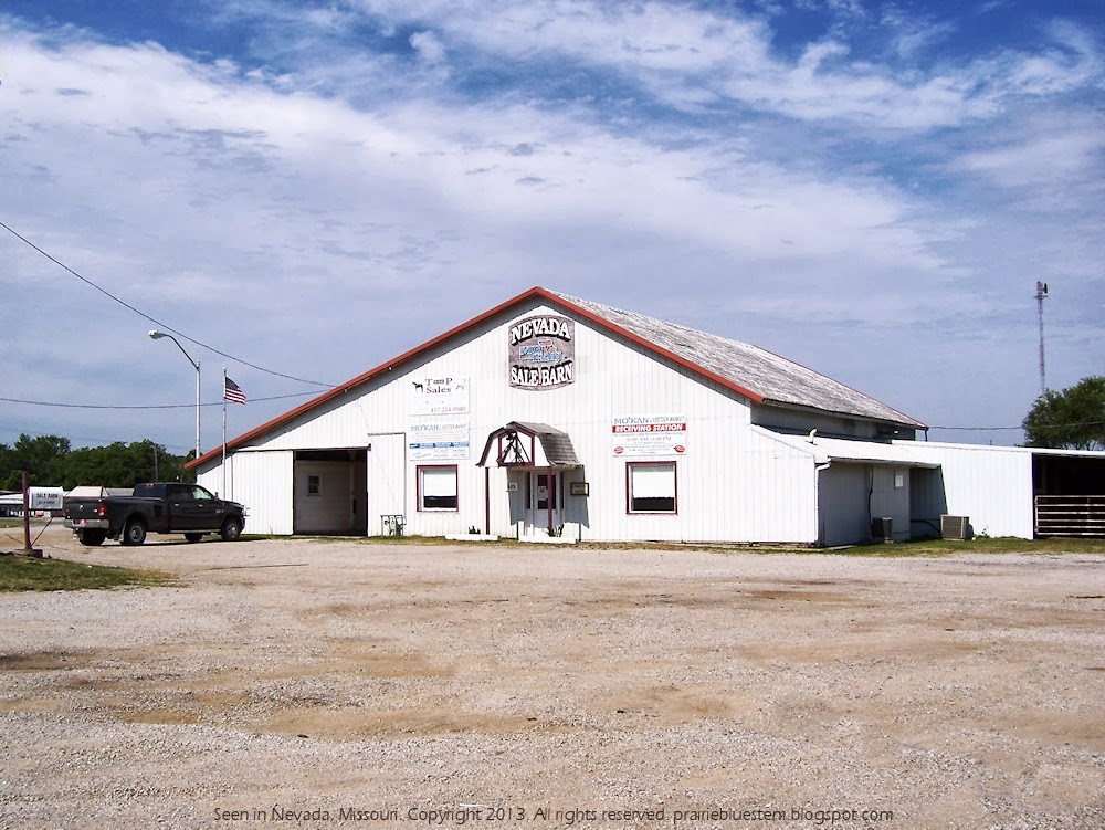 Prairie Bluestem The Nevada Sale Barn
