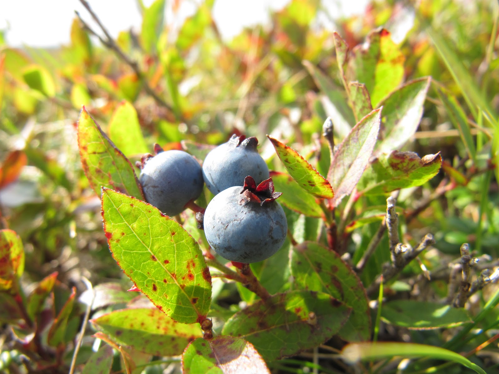 Oh, Canada! The Best Blueberries in the World