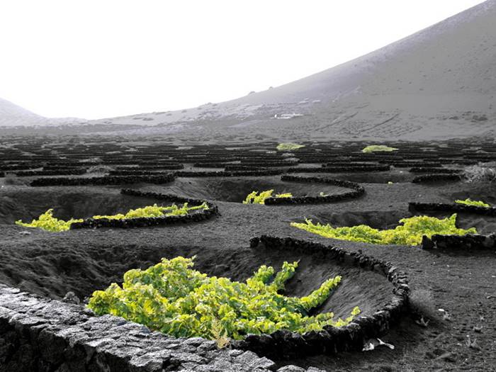 Volcanic vineyards of the island of Lanzarote