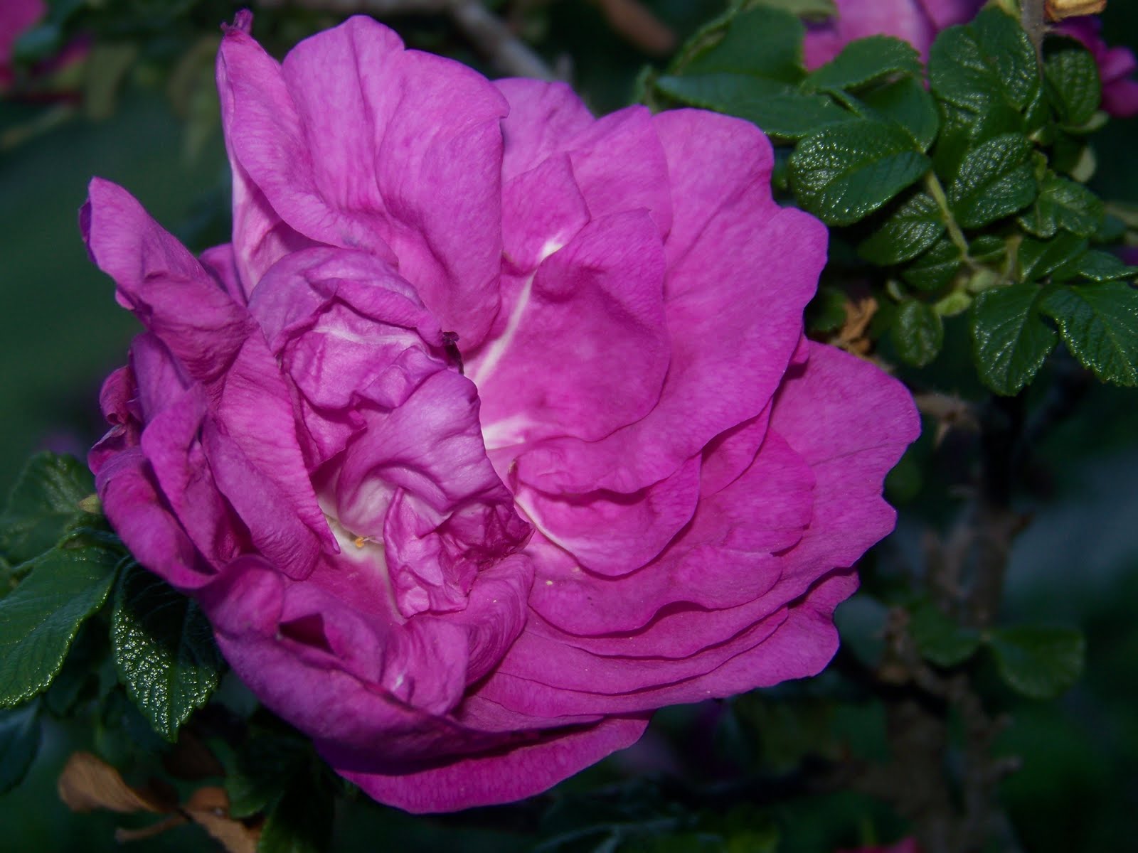 Hickery Holler Farm Of Roses and Thorns