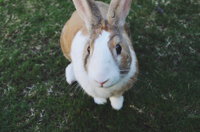 A close-up portrait of Max sitting on the lawn, looking up at the camera.