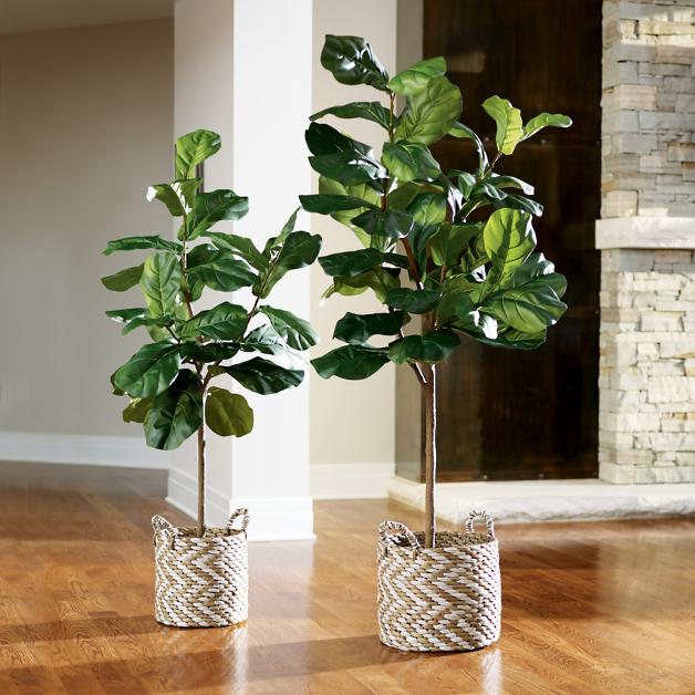 HOW TO PLANT FIDDLE LEAF FIG INDOOR FREE TRAINING EBOOK