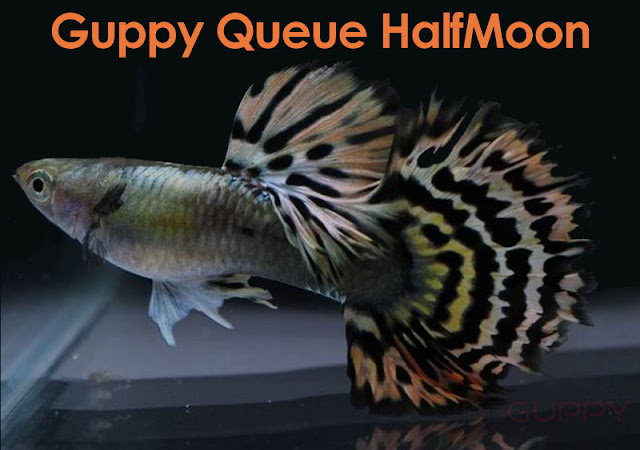 13 • Guppy HalfMoon, Nouveau Standard IKGH ?! Guppy-Queue-HalfMoon-Nouveau-Standard-IHS-IKGH