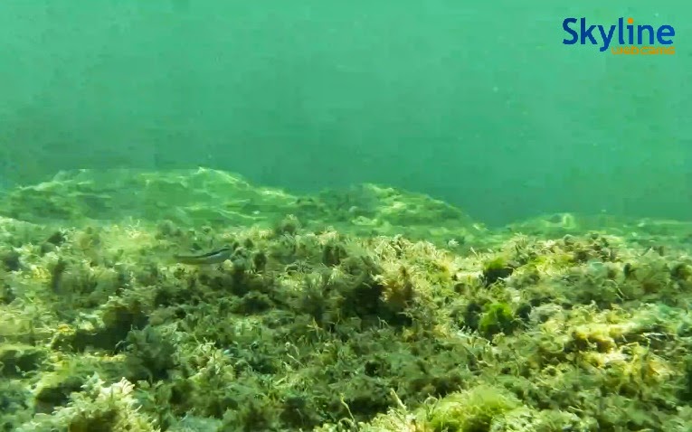  Underwater Web Cam