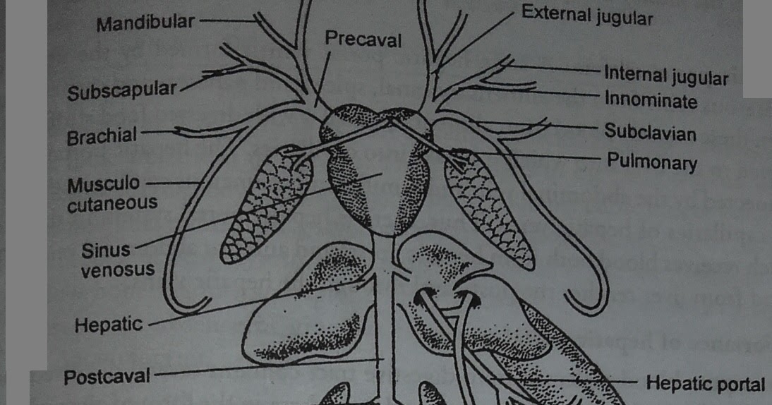 Zoology for higher secondary level: Frog: Venous System