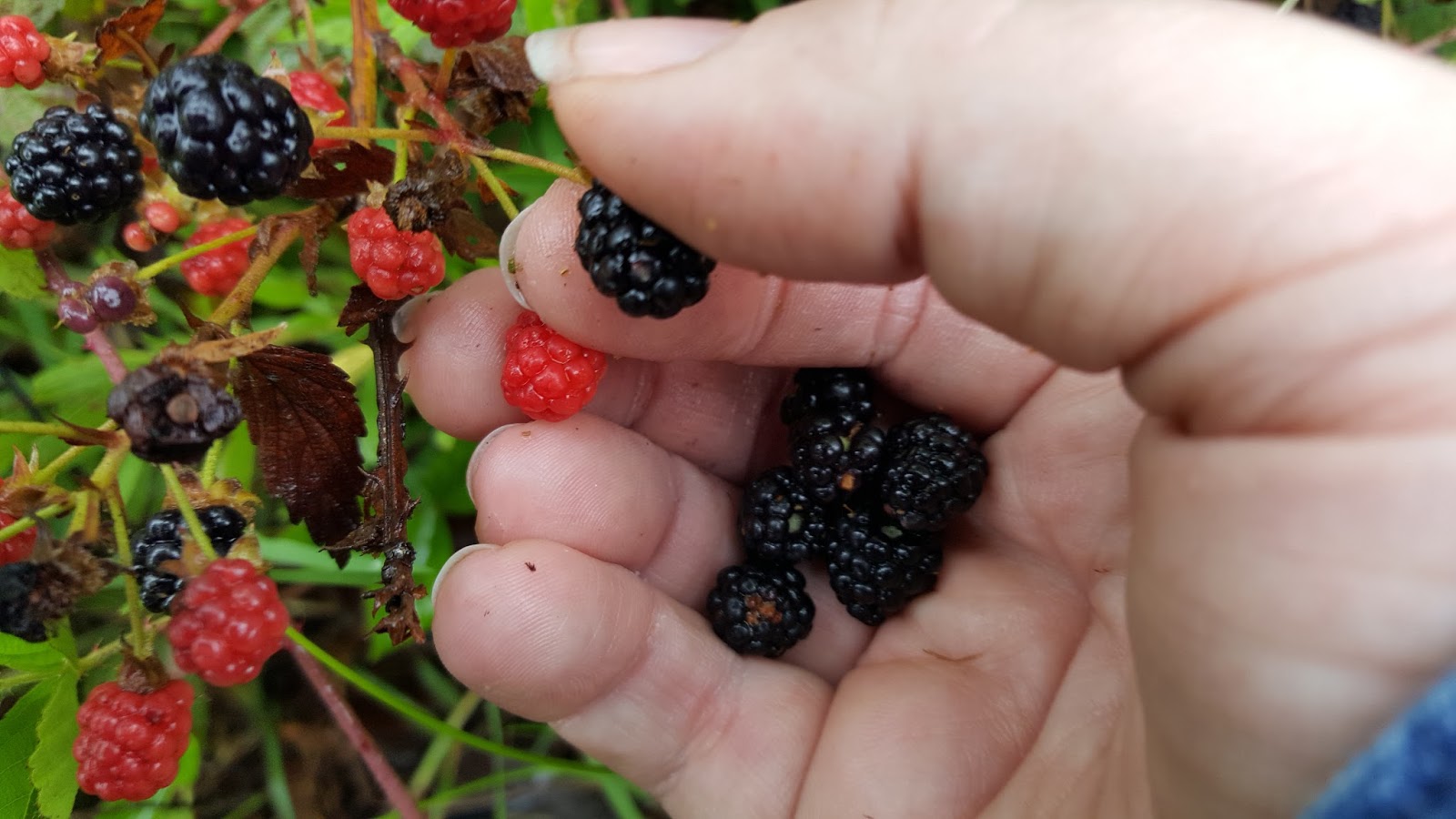 Tie Dye Travels with Kat Robinson Author, Arkansas Food Historian, TV