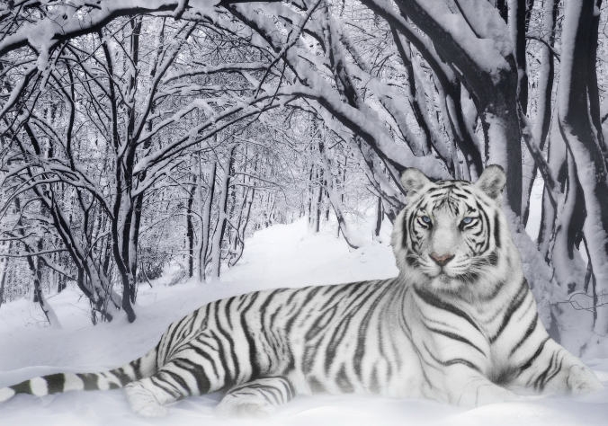 Siberian Tigers