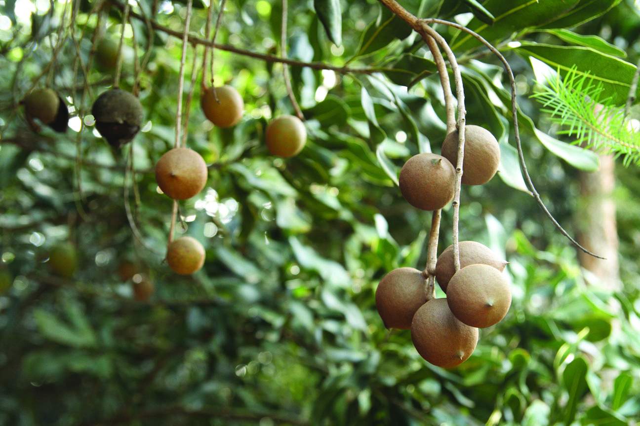 DIÁRIO COM A NATUREZA: 09 DE JULHO - NOZ MACADÂMIA - FRUTO - SEMENTE ...