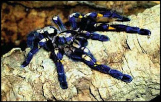  The Gooty Tarantula, Poecilotheria metallica, Peacock Parachute Spider