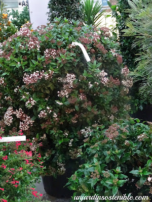 Durillo Viburnum Tinus Un Arbusto Decorativo Durante Todo El Ano