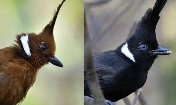 Unduh 100 Gambar Burung Cililin Terbaru Gratis