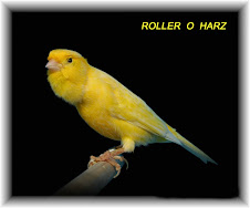 Roller o Harz