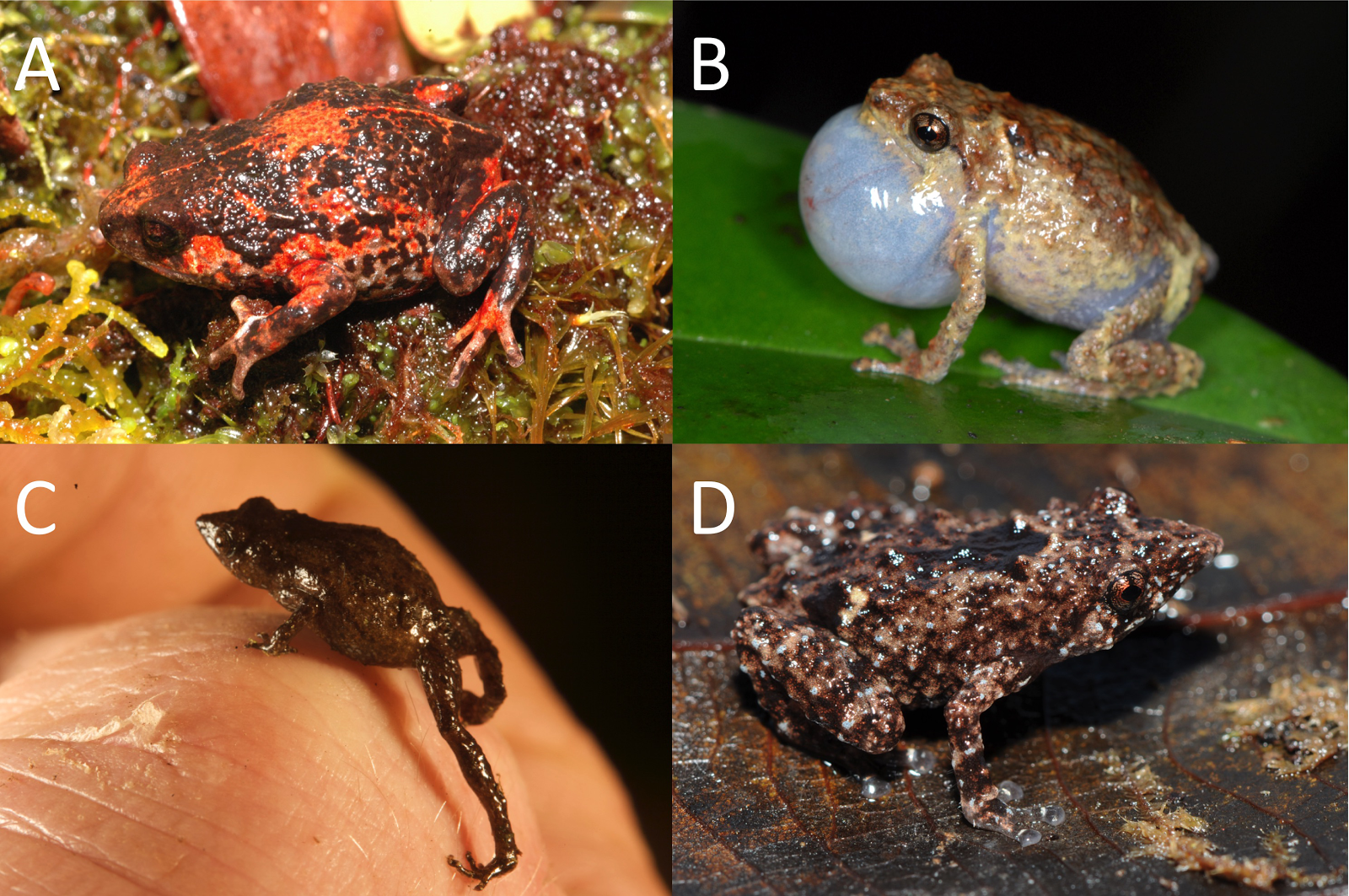 Species New to Science [Herpetology • 2017] Mountain Colonisation