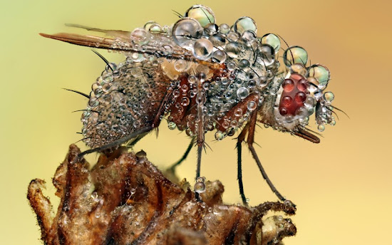 sorprendentes fotografías de insectos magnificados