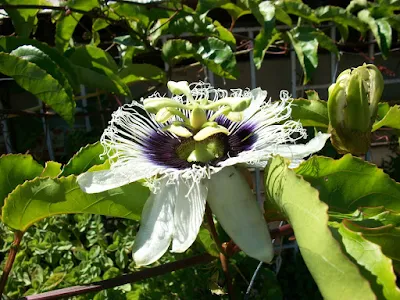 flor de Passfilora edulis