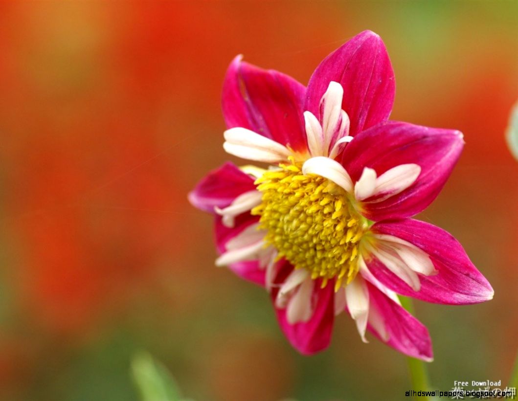 Beautiful Flower Photography Widescreen 2 HD Wallpapers