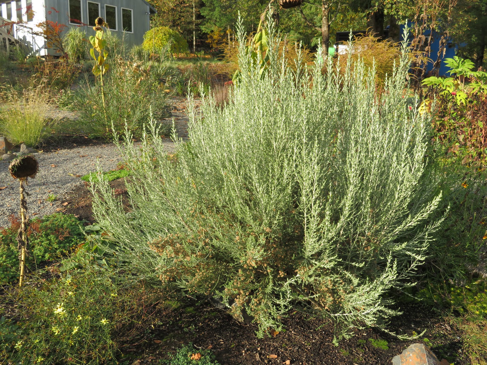 Powell River Books Blog Coastal Bc Plants Evergreens