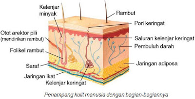 jaringan kulit