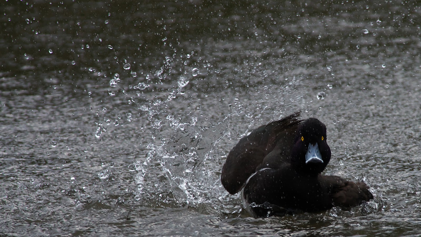 ナポリタン・マスティフ – 強い保護本能を持つリラックスした性格