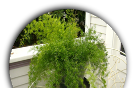 Asparagus Fern Scientific Name / Asparagus aethiopicus 'Sprengeri' / The plant is commonly known by a lot of names such as common asparagus fern, lace fern, bride bouquet fern, ferny asparagus and climbing asparagus.