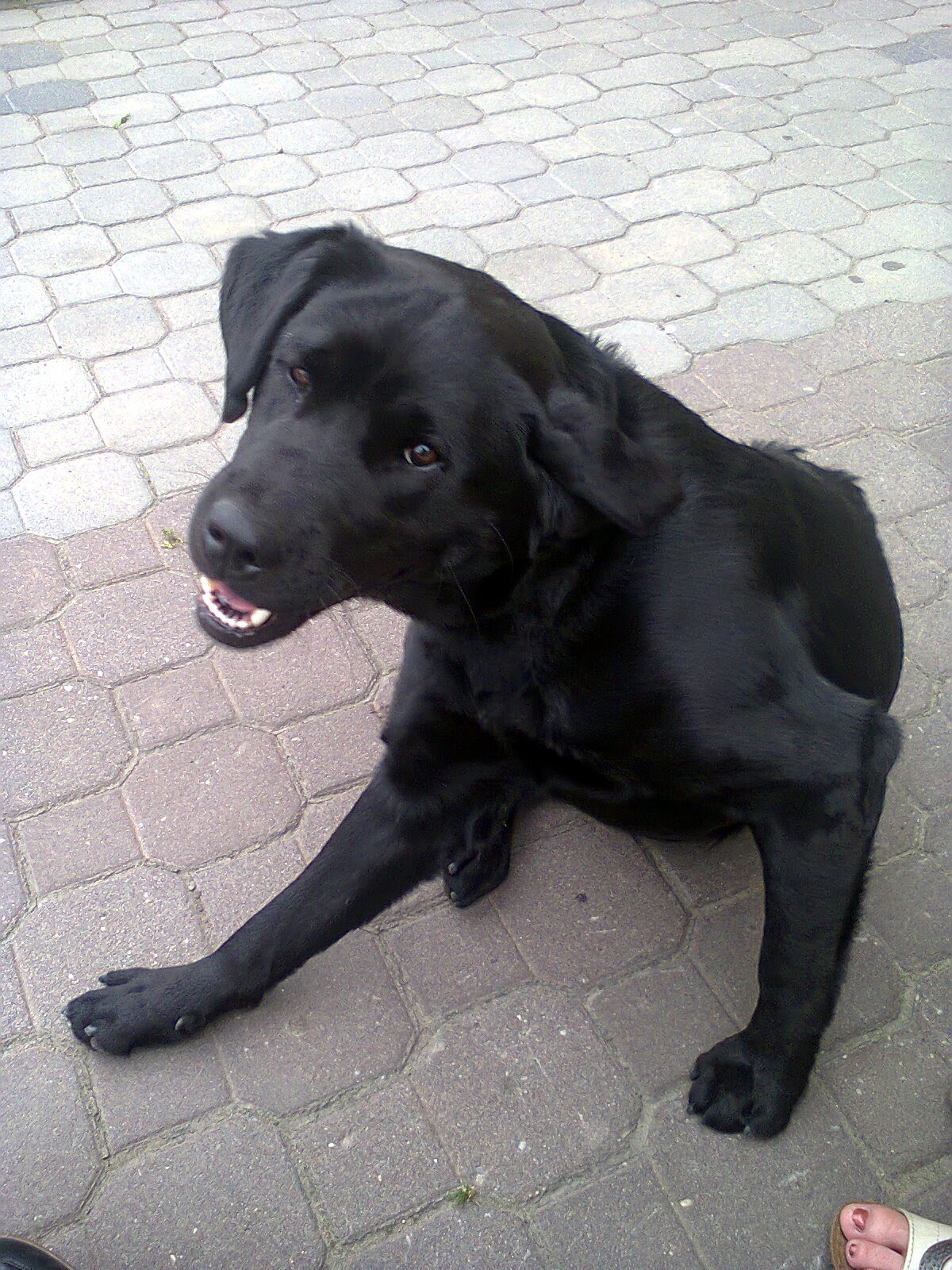 Stowarzyszenie "Pomagajmy Zwierzętom" MŁODY LABRADOR CZYJA ZGUBA?