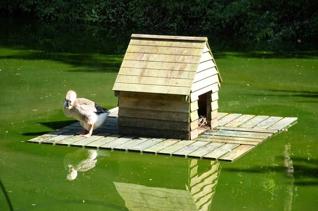The Pros and Cons of Ducks on the Homestead - Proverbs 31 Homestead The Pros and Cons of Ducks on the Homestead - Proverbs 31 Homestead