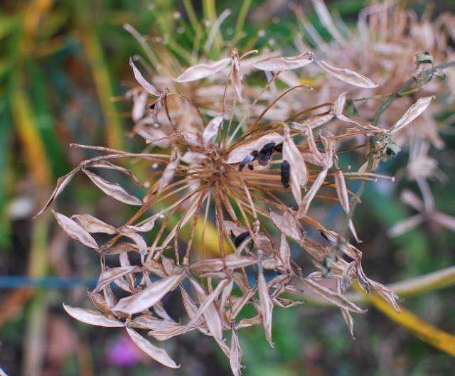 Brown seed head with glossy black seeds of agapanthus