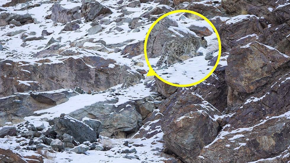 A snow leopard is seen, highlighted and magnified in yellow, camouflaged against a mountain near the Indian Himalayas. - Can You Spot the Snow Leopards in These Photos?